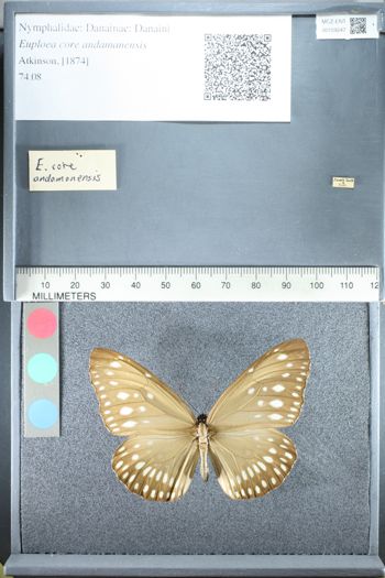 Media type: image;   Entomology 159247